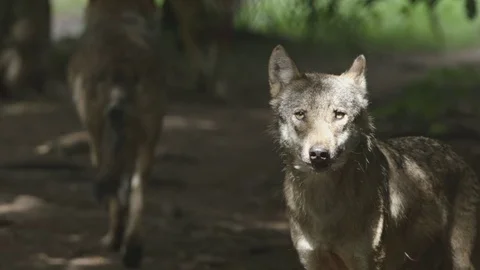 Wolf in the sun looking at the camera Stock Footage 74630555