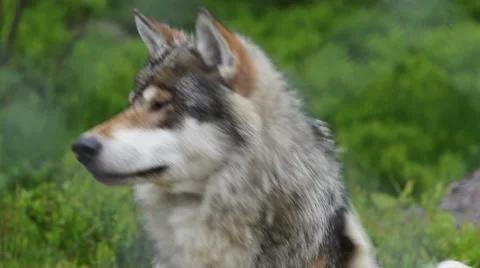 Wolf in a Swedish zoo Stock Footage