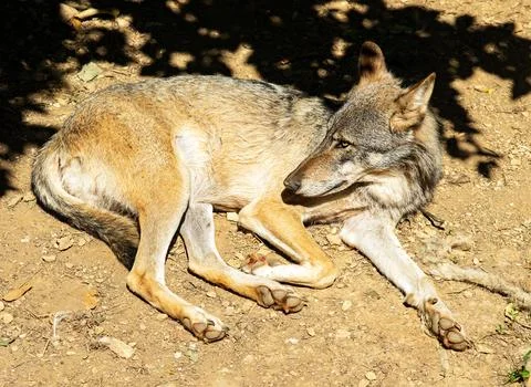 Wolf is taking a rest on a sun. Stock Photos
