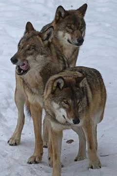 Wolf three adults standing side by side in snow, Bavarian Forest, Bavaria, Stock Photos