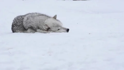 A wolf is tired from hunt need a rest, sleep on the snow in the winter Stock Footage 73949465