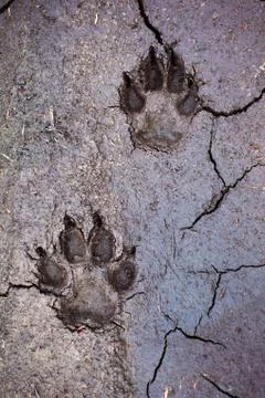 Wolf tracks Stock Photos