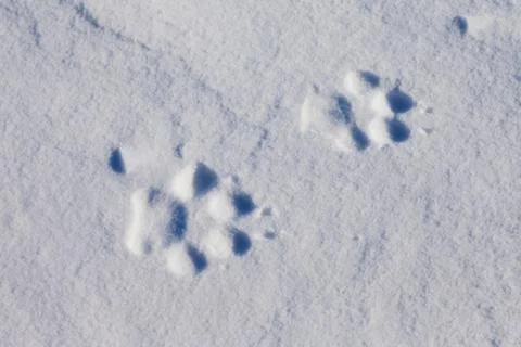 Wolf tracks in snow Stock Photos