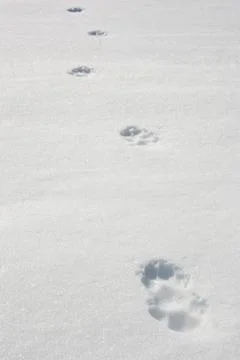 Wolf tracks in snow Stock Photos
