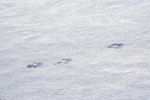 Wolf Tracks In The Snow Foto stock