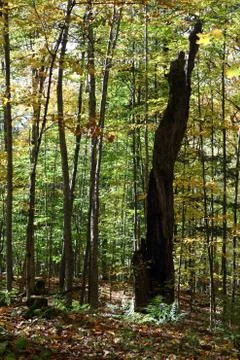 Wolf tree.JPG Stock Photos