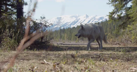 Wolf turns  towards camera low angle snow capped mountains behind Stock Footage 232553050