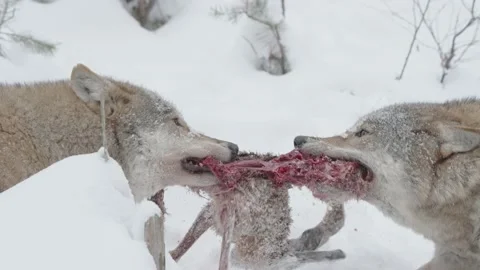 Wolf two animals tearing their prey in slow motion, Wolves eat hare in snow Stock Footage 222956371