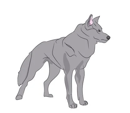 Wolf vector illustration Stock Illustration