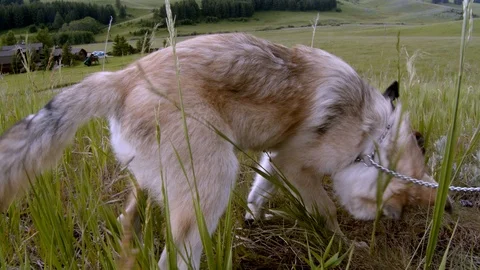 Wolf vs dog.  Who is the Alpha? Stock Footage 113173425
