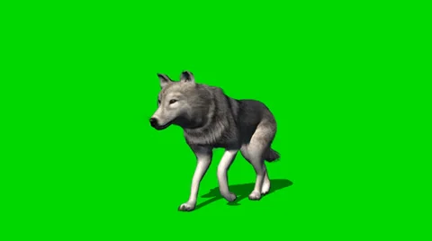 wolf walk - animal green screen footage | Stock Video | Pond5