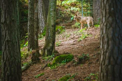Wolf walking among the forest Stock Photos
