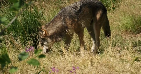 Wolf walking and resting Stock Footage 172541329