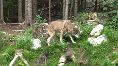 Wolf walking around Stock Footage 117236360