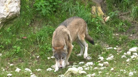 Wolf walking around Stock Footage 117236369