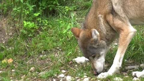 Wolf  walking around Stock Footage 117236435