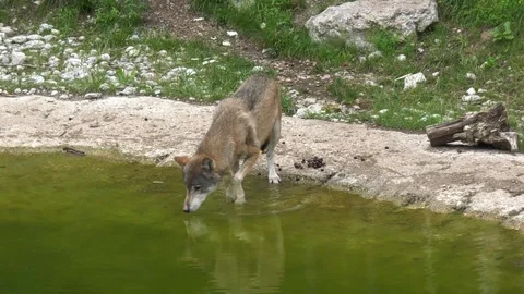 Wolf walking around Stock Footage 117236436