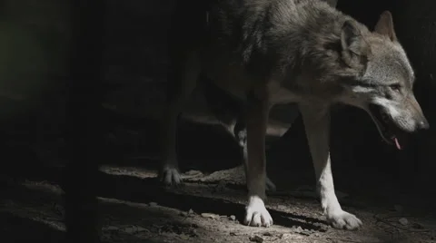 Wolf Walking around Tree Stock Footage 53199832
