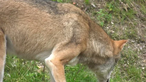 Wolf walking around in the woods Stock Footage 117236550