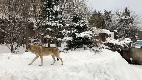 Wolf walking in the aviary at the zoo. Winter walk of wolves Stock Footage 100845165