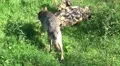 Wolf walking away from camera direction and sit on dead tree HD Footage