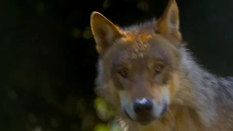 Wolf walking away (Close up) Stock Footage 114585407
