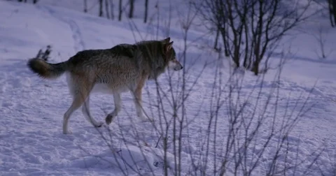 Wolf walking in beautiful winter forest at night Stock Footage 79970916
