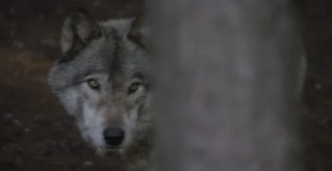 Wolf walking between trees slow motion Stock Footage 146150179