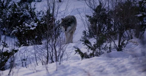 Wolf walking in the forest a cold winter night Stock Footage 79971137