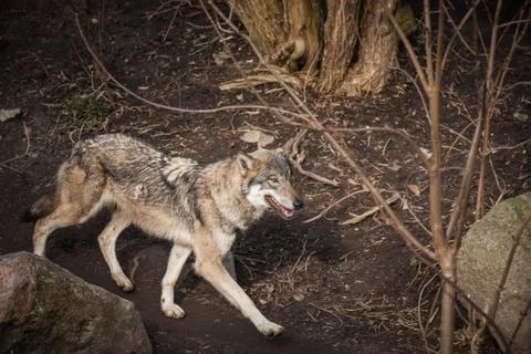 Wolf walking in a forest Stock Photos