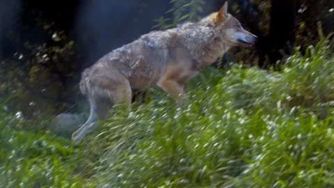 Wolf walking up grassy hill Stock Footage 114605041