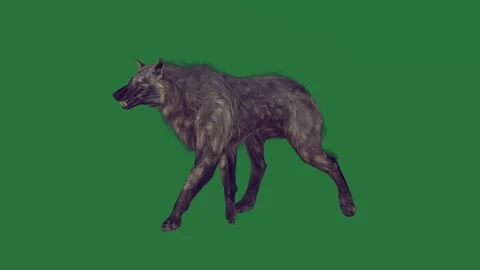 A wolf is walking on green screen and black dog creative layers design style Stock Footage 335147816