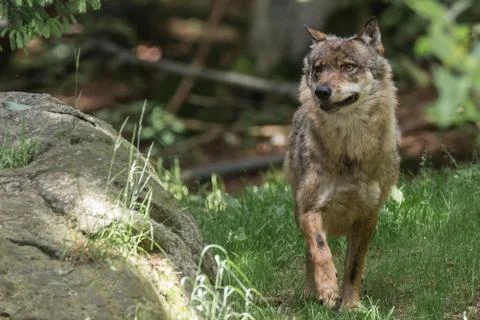 Wolf walking next to rock Stock Photos