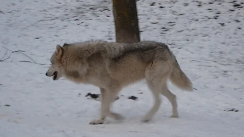 Wolf Walking in the Snow Stock Footage 100975934