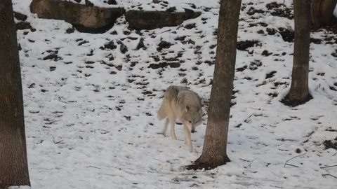 Wolf Walking in the Snow Stock Footage 100976290