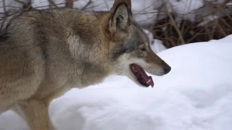 Wolf walking in the snow, slow motion Stock Footage 101641754