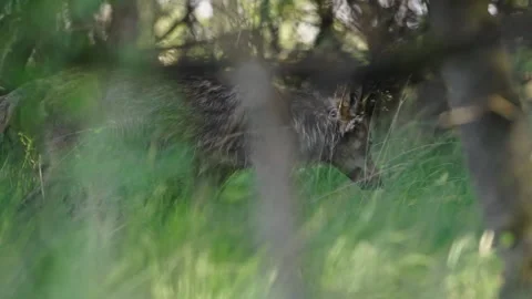 Wolf walking in tall grass, slow motion Video stock 324534859