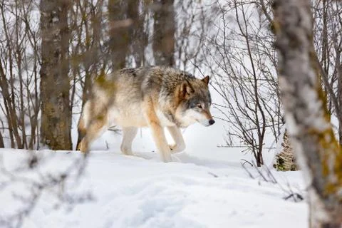 Wolf walking through bare trees on snow Stock Photos