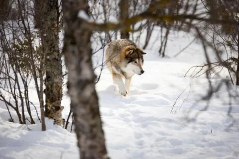 Wolf walking through bare trees on snow in nature Stock Photos