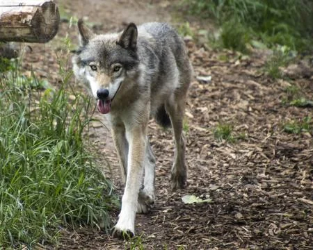 Wolf walking through a forest pathway in natural habitat during daylight ho.. Stock Photos