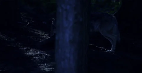 Wolf walking through the night time woods Stock Footage 146150183
