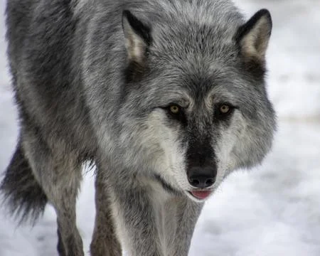 Wolf walking through snow in a winter landscape showcasing its striking fea.. Stock Photos