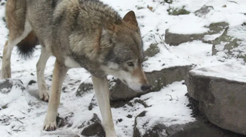 Wolf walking towards camera in slow motion Stock Footage 32278584