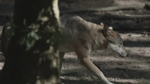Wolf walking trough forest Stock Footage 53201511