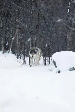 Wolf walking in the winter forest Stock Photos