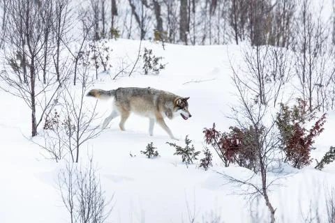 Wolf walking in winter landscape Stock Photos