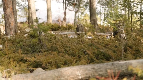 Wolf walks by 1 스톡 동영상 119674947