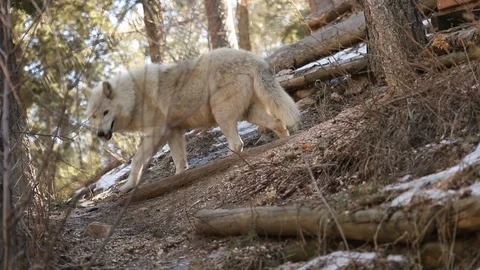 Wolf walks by 2 Stock-Footage 119666185