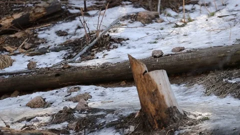 Wolf walks by 3 스톡 동영상 119665397