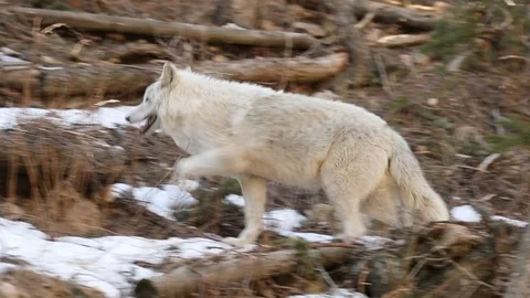 Wolf walks by 4 스톡 동영상 119665993